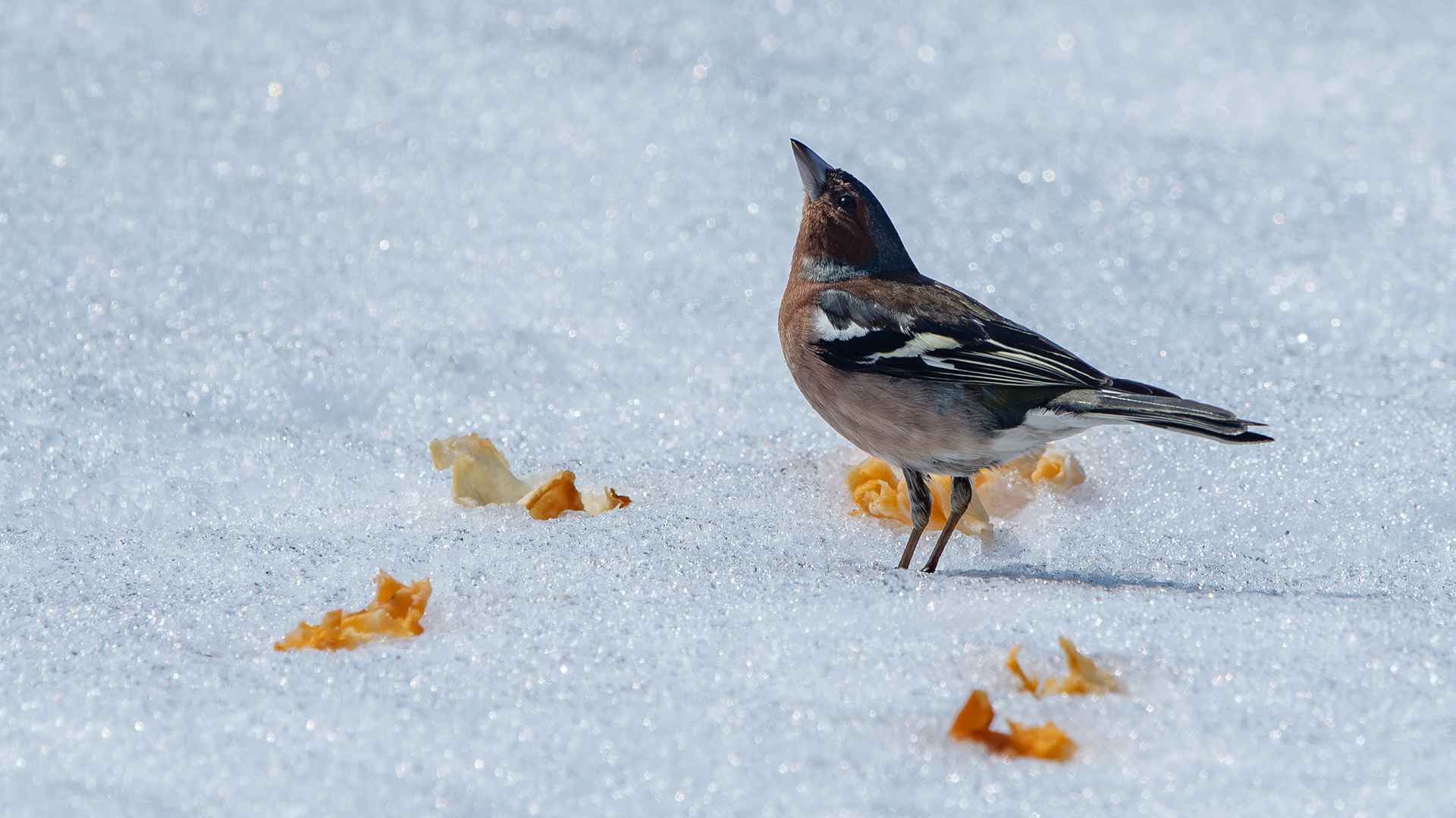 Common Chaffinch